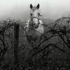 "Horse and Vines" by Chuck Clisso