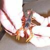 This species, with its black and orange colors suitable for Halloween, is fairly widespread, said crayfish expert Roger Thoma. PHOTO BY GLENN GANNAWAY.Click Hereto order photo reprints