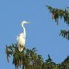 Neighbors Lev Smith and Josh Wyatt spotted this great egret perched in a tall pine tree on Ninth Street in Norton. Many species live primarily in shallow aquatic areas, like ponds, streams, lakes, marshes, wetlands and more. They search for food in shallow waters, both saltwater and freshwater. Some species also live in agricultural fields, flooded meadows and even dry areas like farms.  MYRA MARSHALL PHOTO