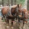 Chad Miano's horse logging team waits to go into action.