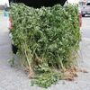 <p>This batch of marijuana plants was found off Bartlick Road near Haysi. Police say air searches for marijuana are often guided by tips from local residents. SHERIFF'S DEPARTMENT PHOTO.</p>